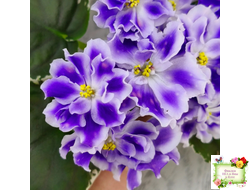 ВаТ-Монарх (Т. Валькова) 2016 г.