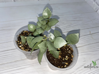 13/12/2024 hoya lacunosa eskimo super silver