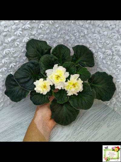 МК-Белый Янтарь (М. Карпова) 2023 г.