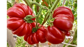 Лев минусинский