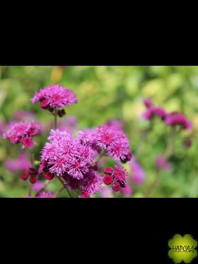 АГЕРАТУМ 6 ШТ