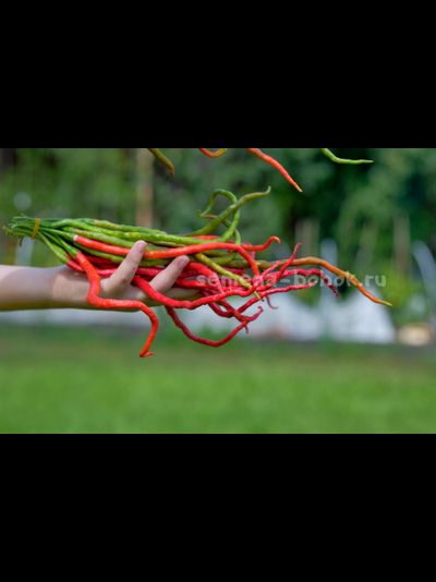 Перец острый Thunder Mountain Longhorn (Тандер Мунтан Лонгхорн), 10 шт