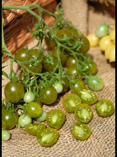 Томат Sister keyes (Систер Киз), 10 шт