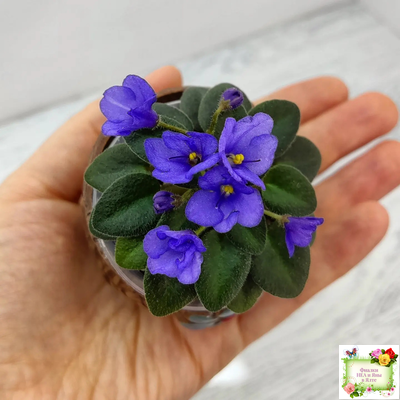 Rob's Twinkle Blue (R.Robinson)