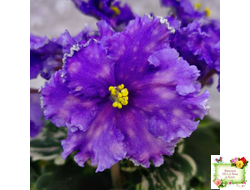 Nik-Звезды над Фиджи (Н. Булко) 2024 г.