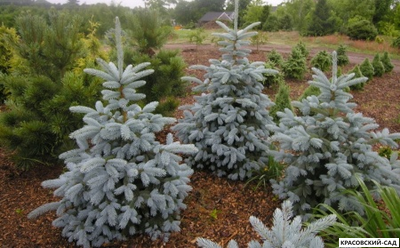 Ель Мисти Блю - Misty Blue