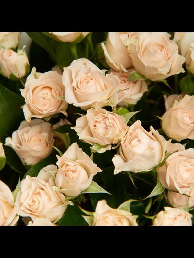 Букет из 11 кремовых кустовых роз