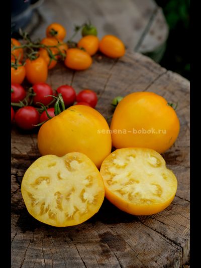 Томат Домашние Сердца Желтые от Гонсиоровских, 10 шт