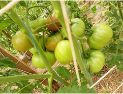 Томат Париж (Paris)