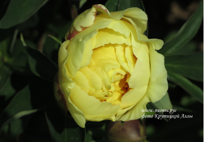 Пион Garden Treasure (Гарден Треже)