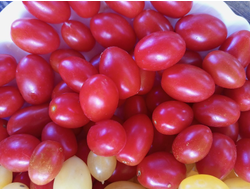 Томат Чио-чио-сан