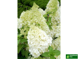 Гортензия метельчатая "Polar Bear" (Полярный Медведь)