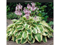 Хоста гибридная Вайд брим