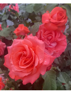 Фройде (Freude)