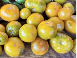 Томат Гном Эми из Огайо (Dwarf Amy’s Ohio)