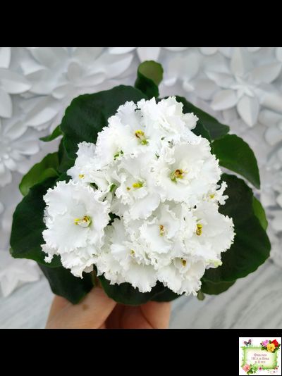 ML-Облако в Горах (Miniviolets Lux) 2022 г. (лист посажен 25.01.26)