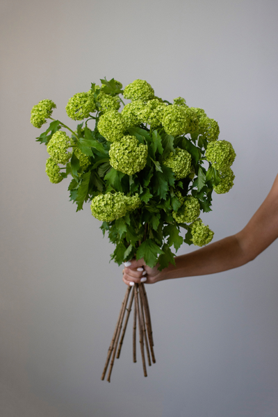 Моно букет цветов № 530