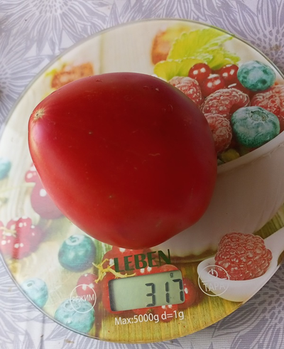 Томат Бабушка быка