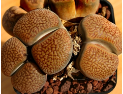 Lithops hookeri v.marginata (red-brown form) C154 (MG-1616.62) - 10 семян