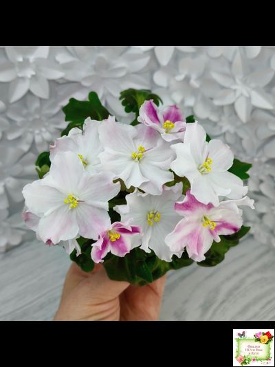 АВ-Птица Певчая (Фиалковод) 2022 г. (лист посажен 29.01.26)