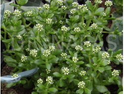 Crassula radicans