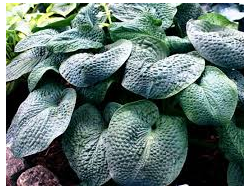 Хоста Blueberry Waffles