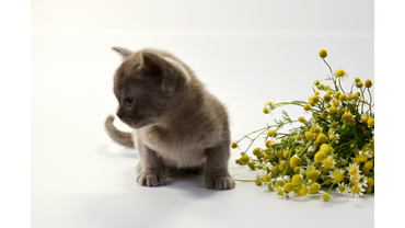 Котенок породы европейская бурма