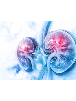 Мочеполовая ситема