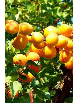 Абрикос Успех