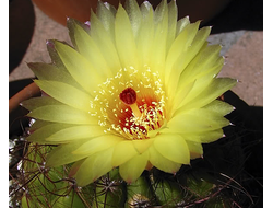 Notocactus ottonis aff.VG-1431 - 5 семян