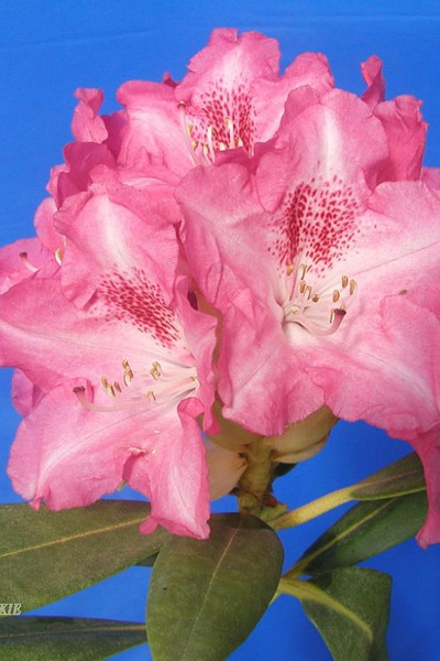 Рододендрон Sneezy