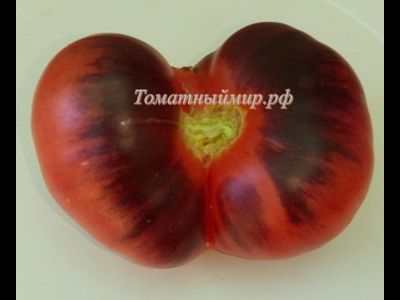 Томат Сибирский тигр «Когти»  (Siberian Tiger «Claws»)
