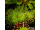 Drosera Rotundifolia | Росянка Круглолистая