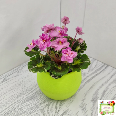 Snuggles Little Girl (S. Sorano) (пестролистный гёрл)