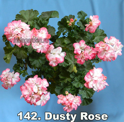 Пеларгония Dusty Rose