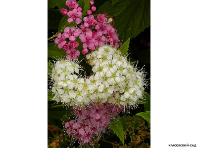 Спирея японская Генпей
