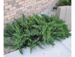 Можжевельник казацкий Тамарисцифолия (Tamariscifolia), 2,0 л