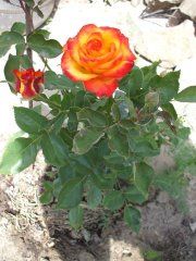 Хай меджик (High Magic) Ч/Г, Pressman