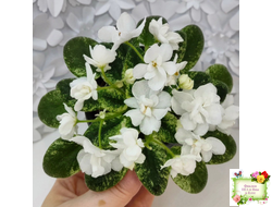 Scales White (Е. и Я. Немчиновы) 2025 г. (детка)