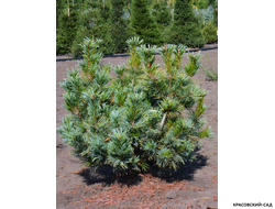 Сосна кедровая Блю Мопс - Blue Mops
