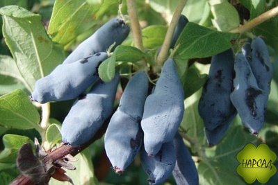 Жимолость "Нимфа" (очень сладкая, с небольшой горчинкой)