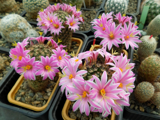 Mammillaria blossfeldiana - 10 семян