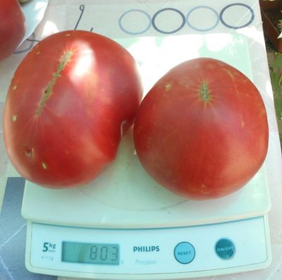 Томат Приамурский крупноплодный