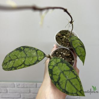 25/07/2025  Hoya Callistophylla Splash