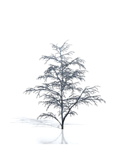 Billboards Дерево зимнее_08