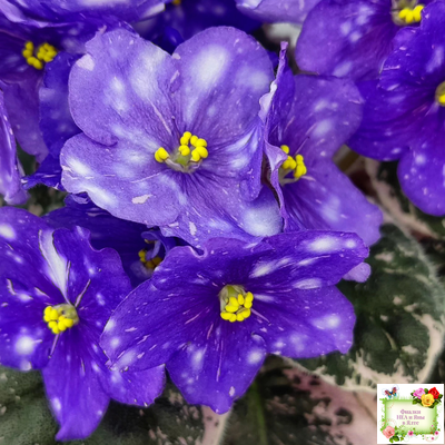 Rivermist Galaxy (J.Baker) (10973) 04/13/2018