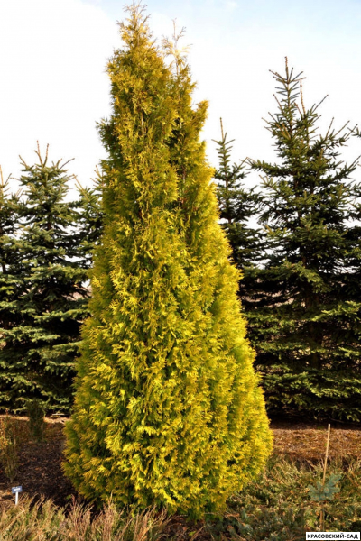 Туя Елоу Рибон