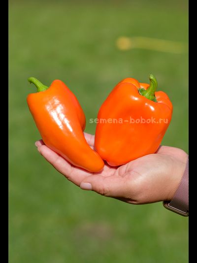 Перец сладкий Гюнстлинг, 10 шт