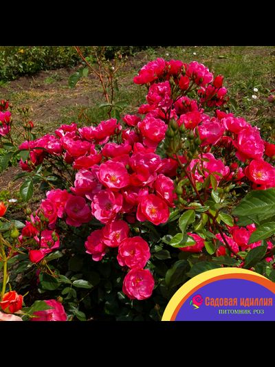 Ангела (Angela)