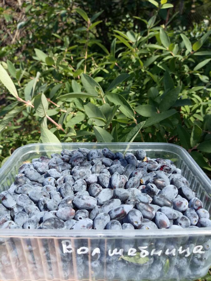 Жимолость из Хозяйства Салминых